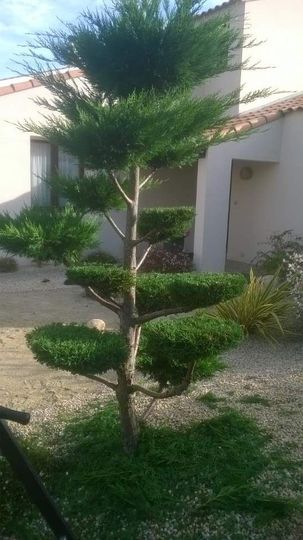 Arbre ornemental taillé à Trignac — Jardin Atlantique Pro